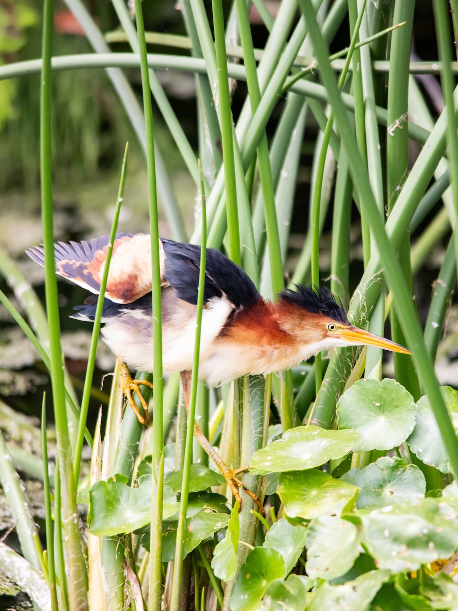 Least Bittern - ML643950936
