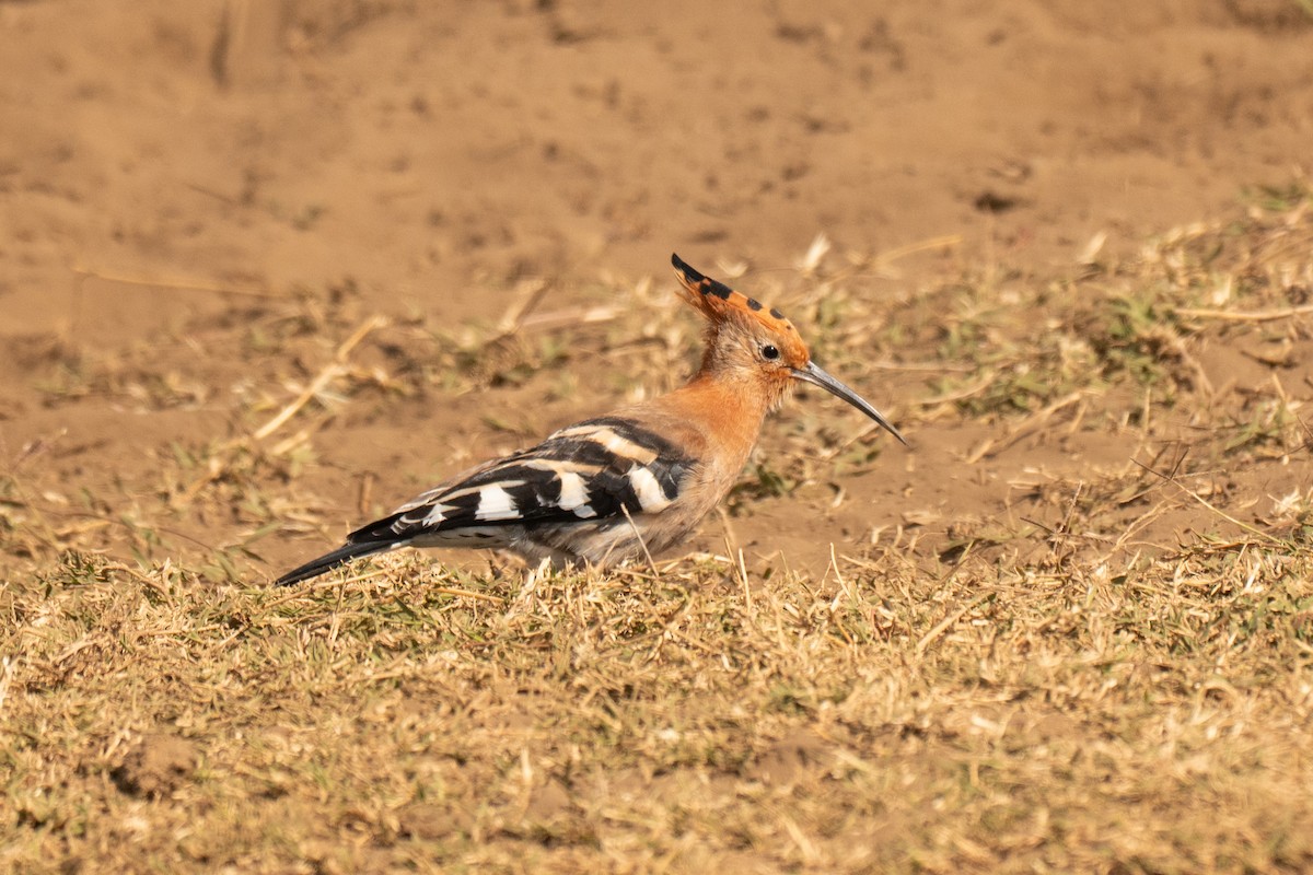 Eurasian Hoopoe (African) - ML643950955