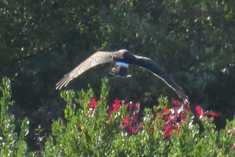 Northern Harrier - ML643950961