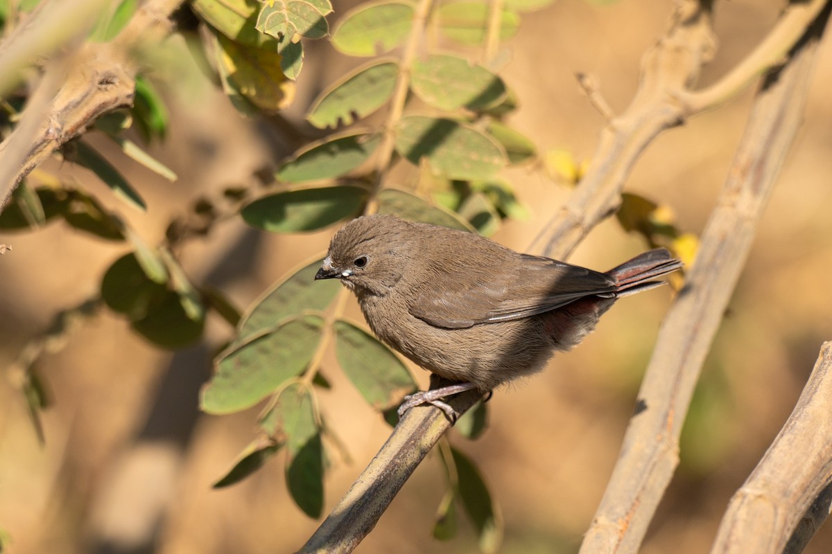 Red-billed Firefinch - ML643950964