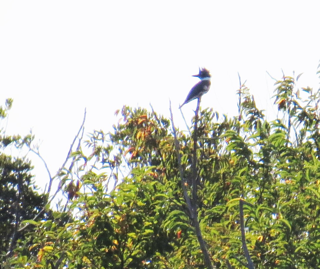 Belted Kingfisher - ML643950973