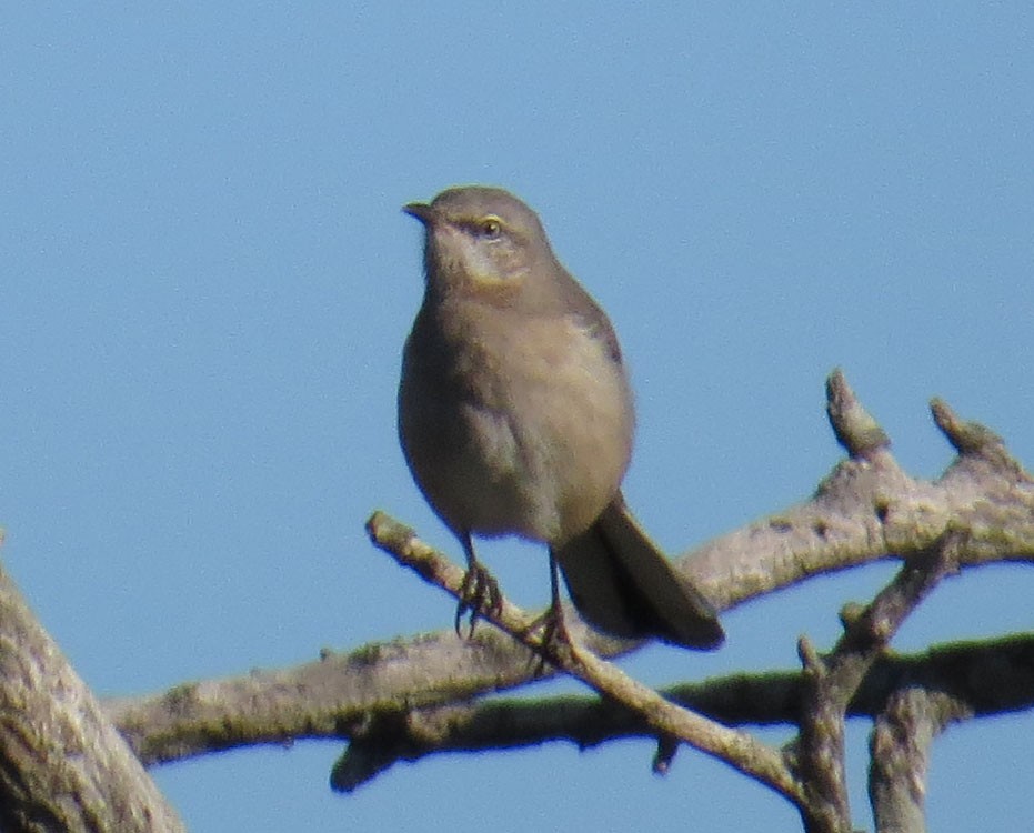 Northern Mockingbird - ML643950997