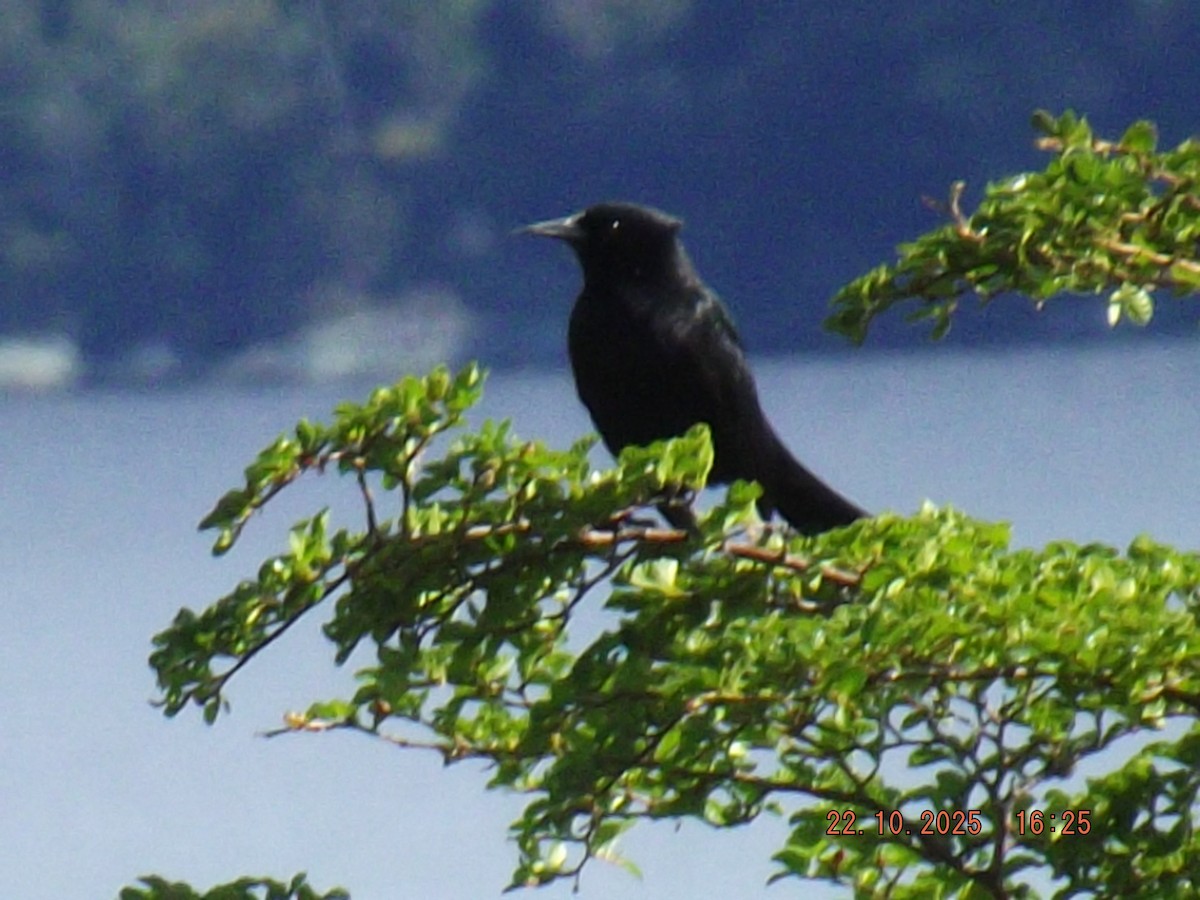 Austral Blackbird - ML643951014