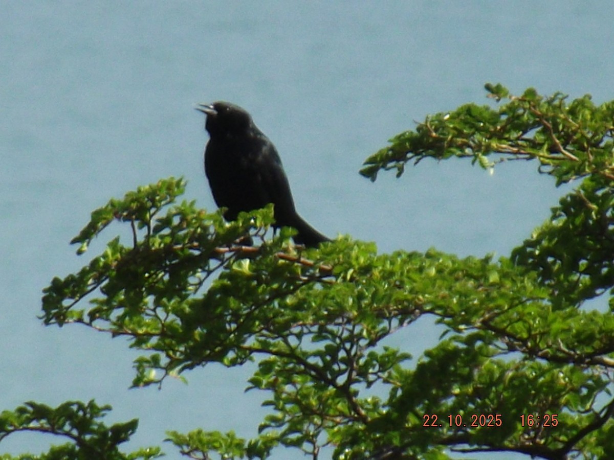 Austral Blackbird - ML643951015