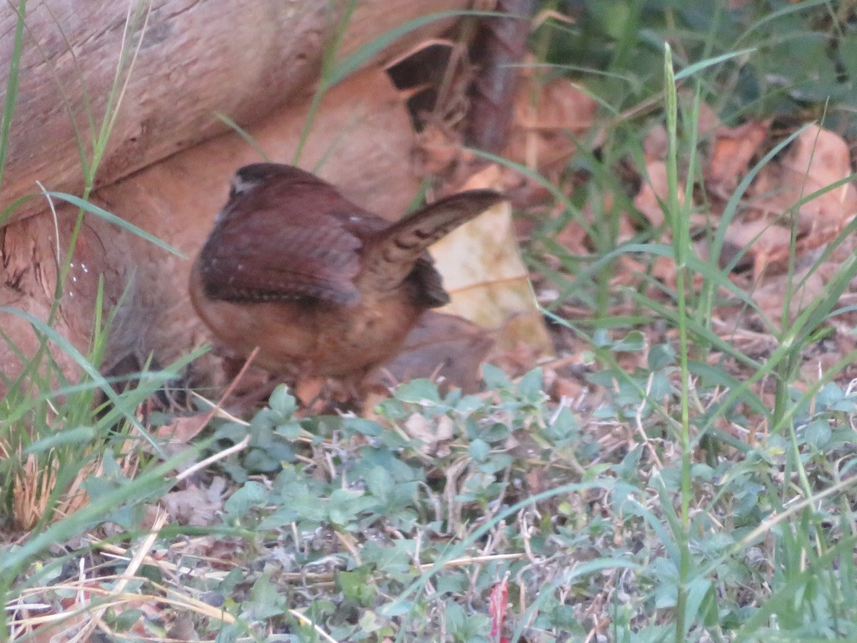 Carolina Wren - ML643951034