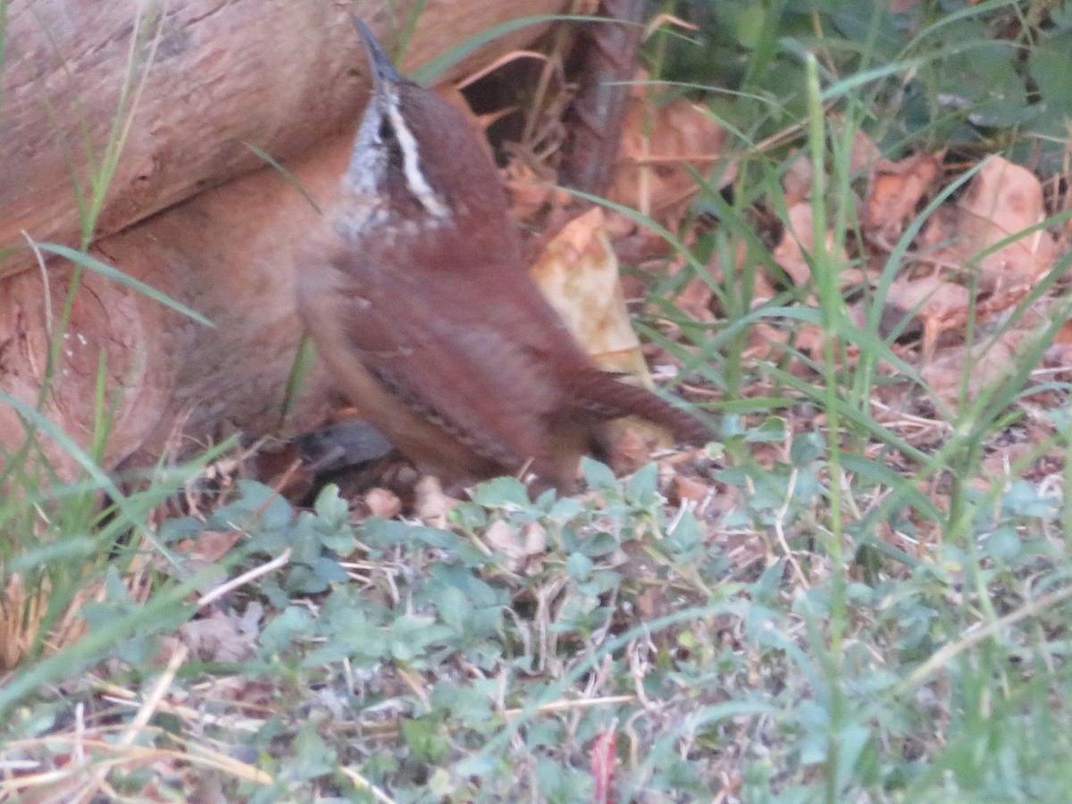 Carolina Wren - ML643951035