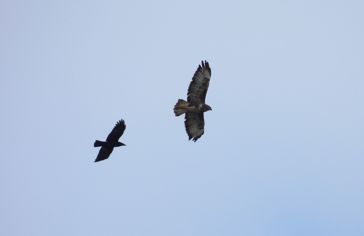 Buse variable - ML643951048