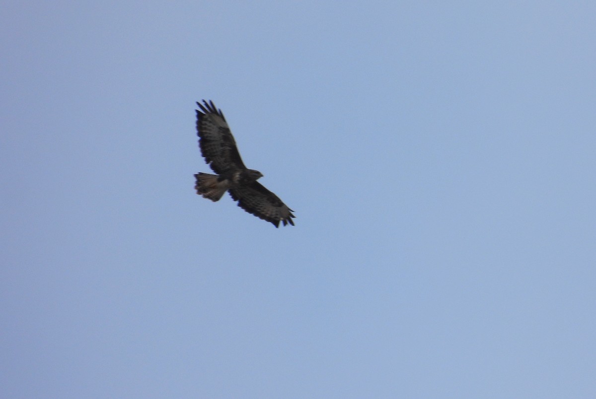 Buse variable - ML643951049