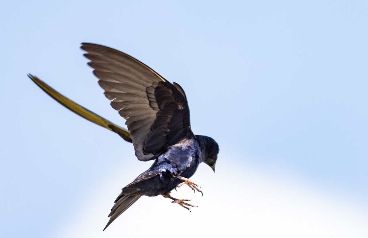 Purple Martin - ML643951062
