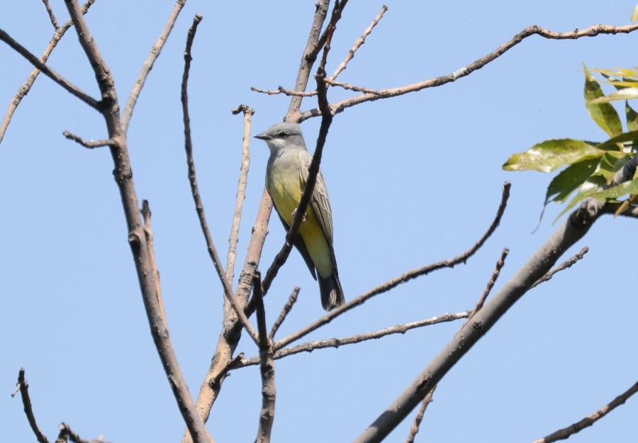 Cassin's Kingbird - ML643951063