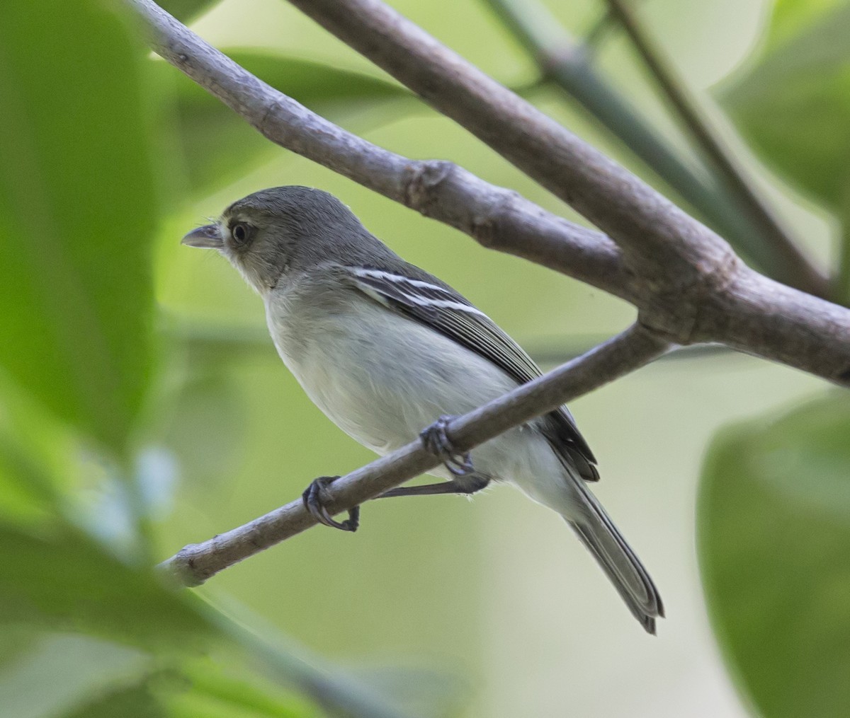 Mangrove Vireo - ML643951119