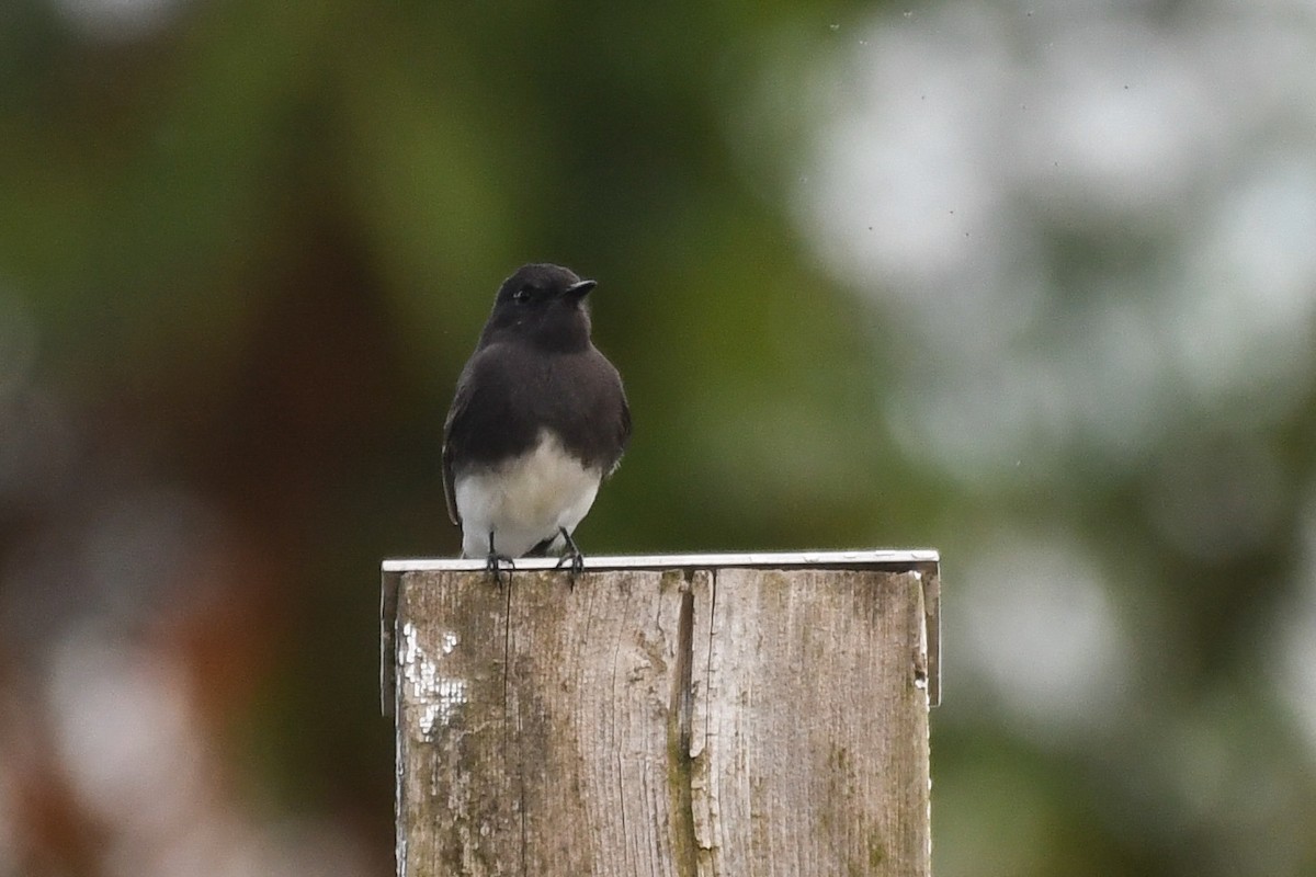 Black Phoebe - ML643951137