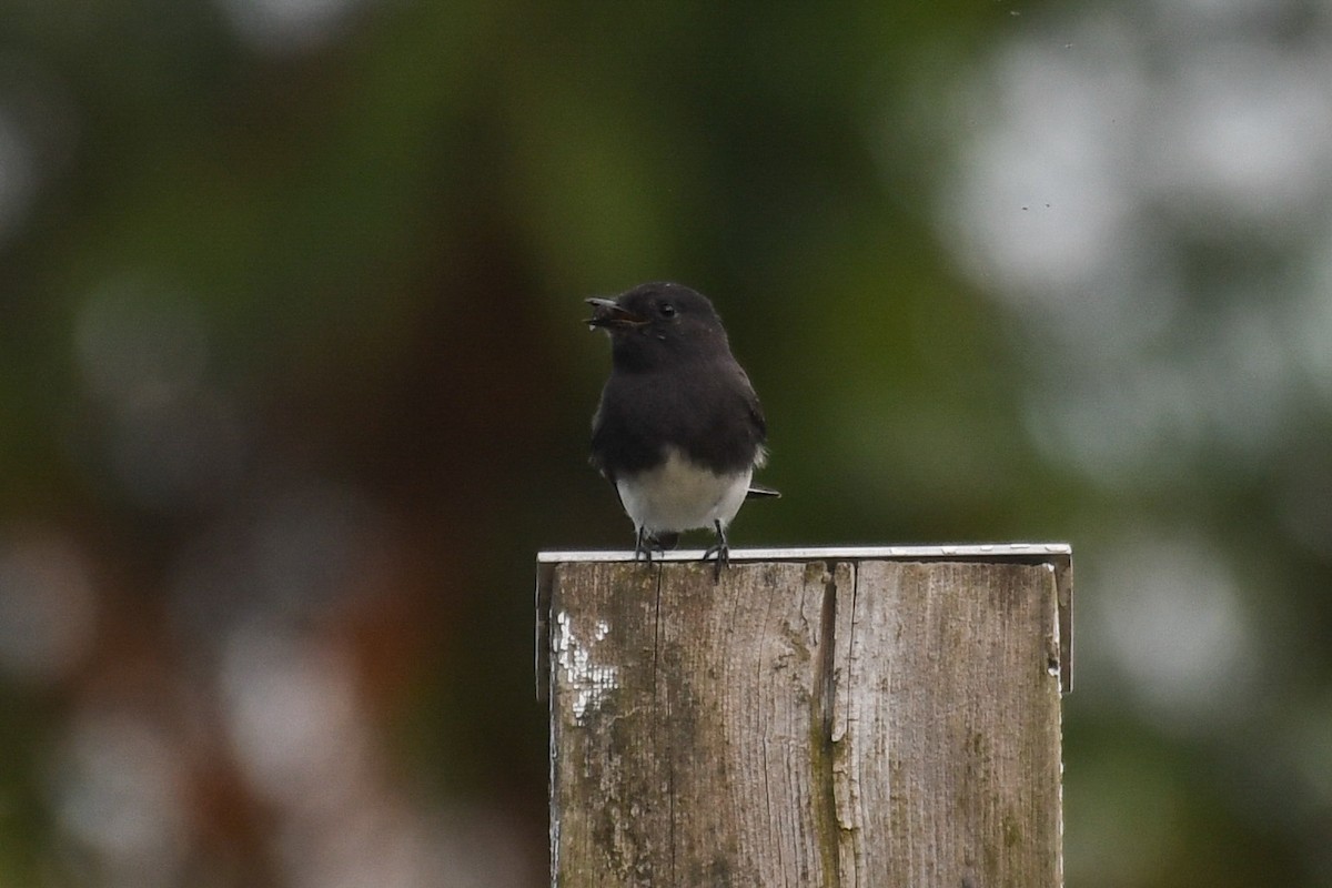 Black Phoebe - ML643951138