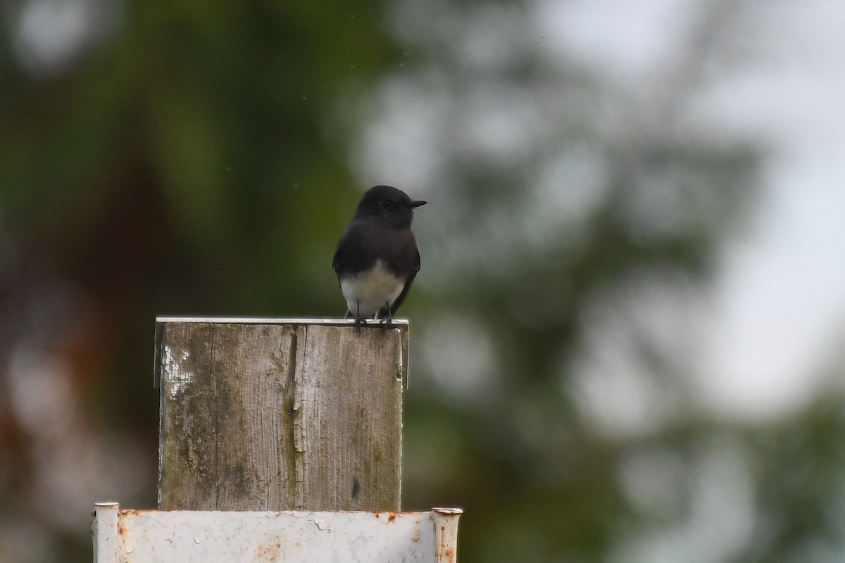Black Phoebe - ML643951139