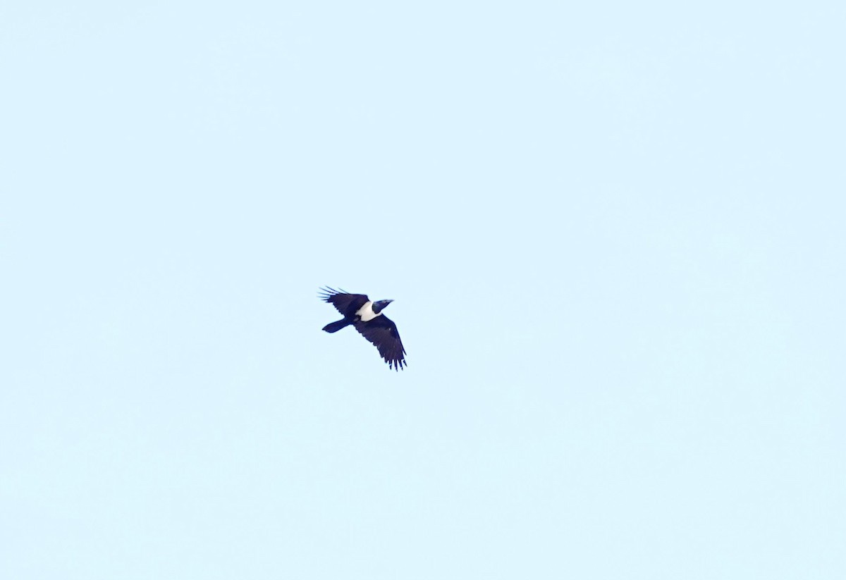 Pied Crow - ML643951144