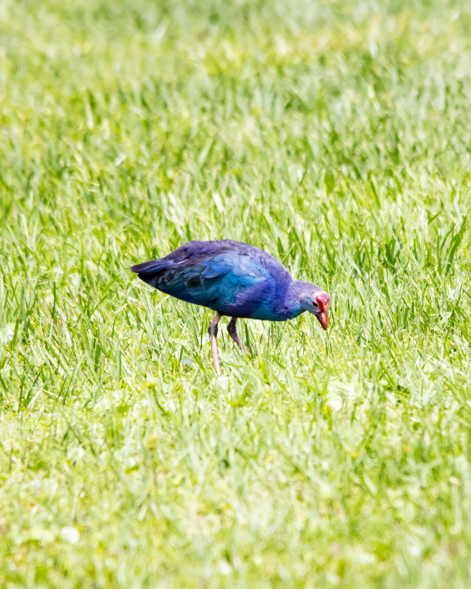 Uroilo urdin burugrisa - ML643951146