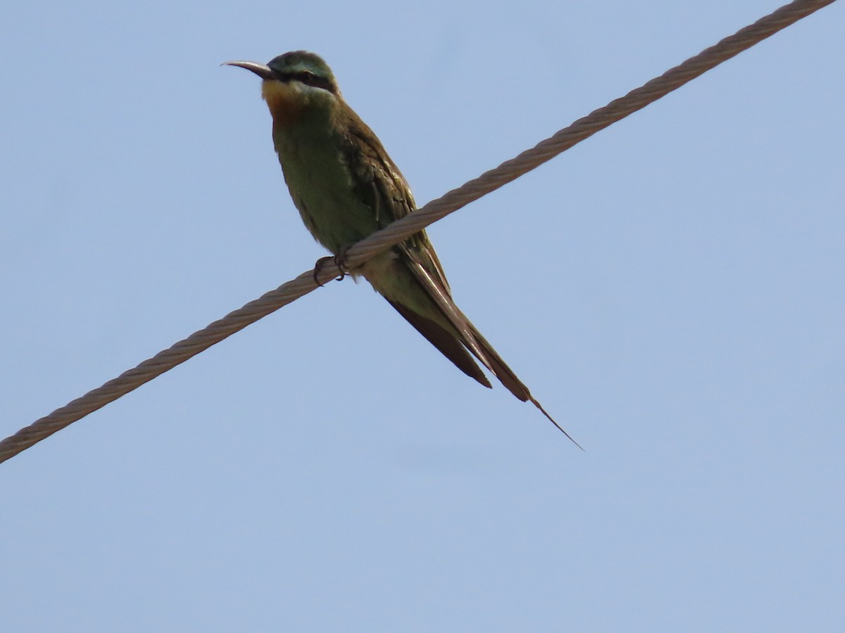 Blue-cheeked Bee-eater - ML643951158