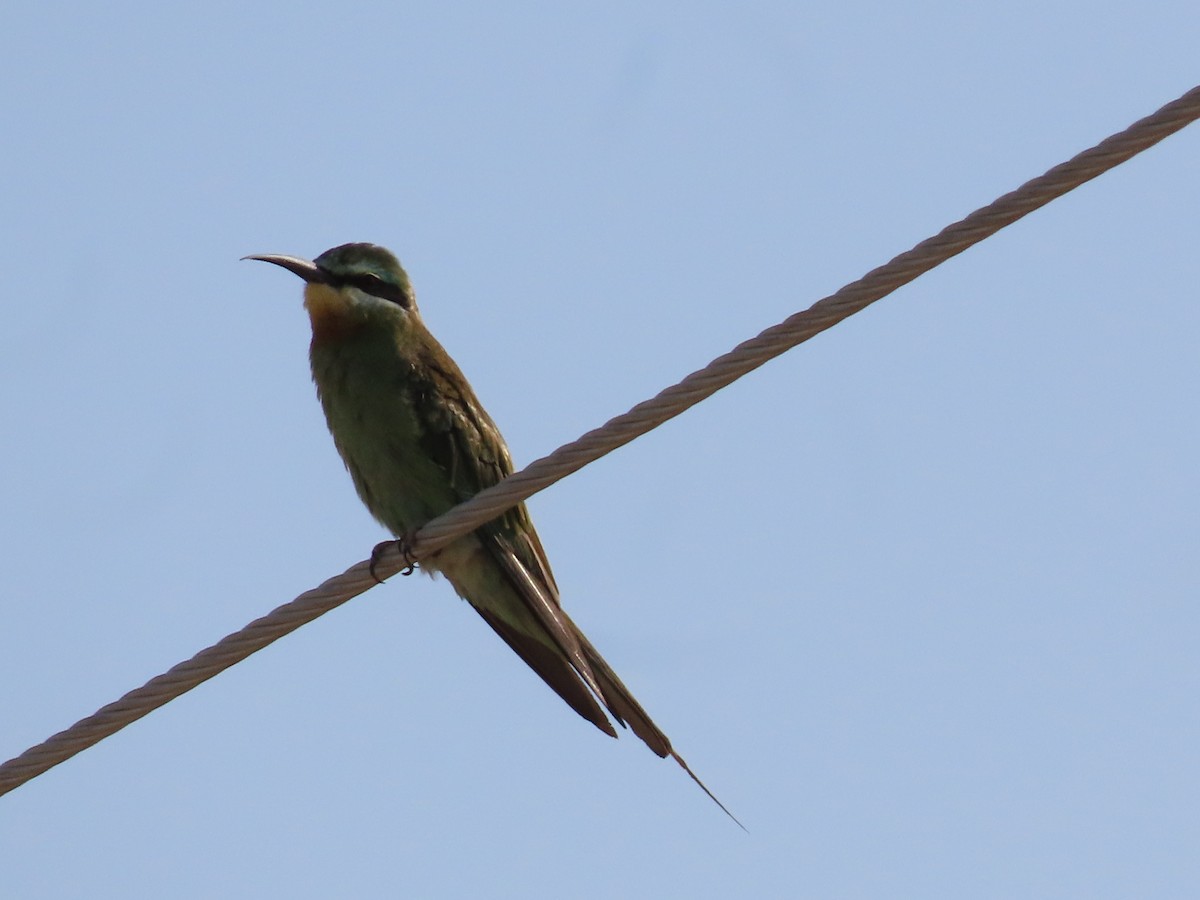 Blue-cheeked Bee-eater - ML643951161