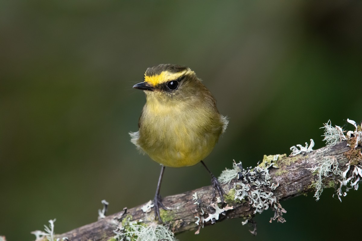 Yellow-bellied Chat-Tyrant - ML643951165