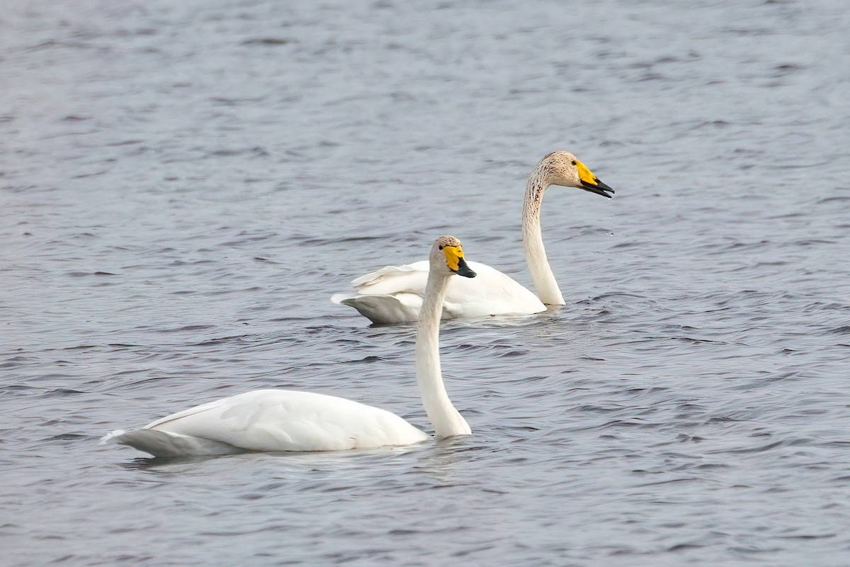 Whooper Swan - ML643951166