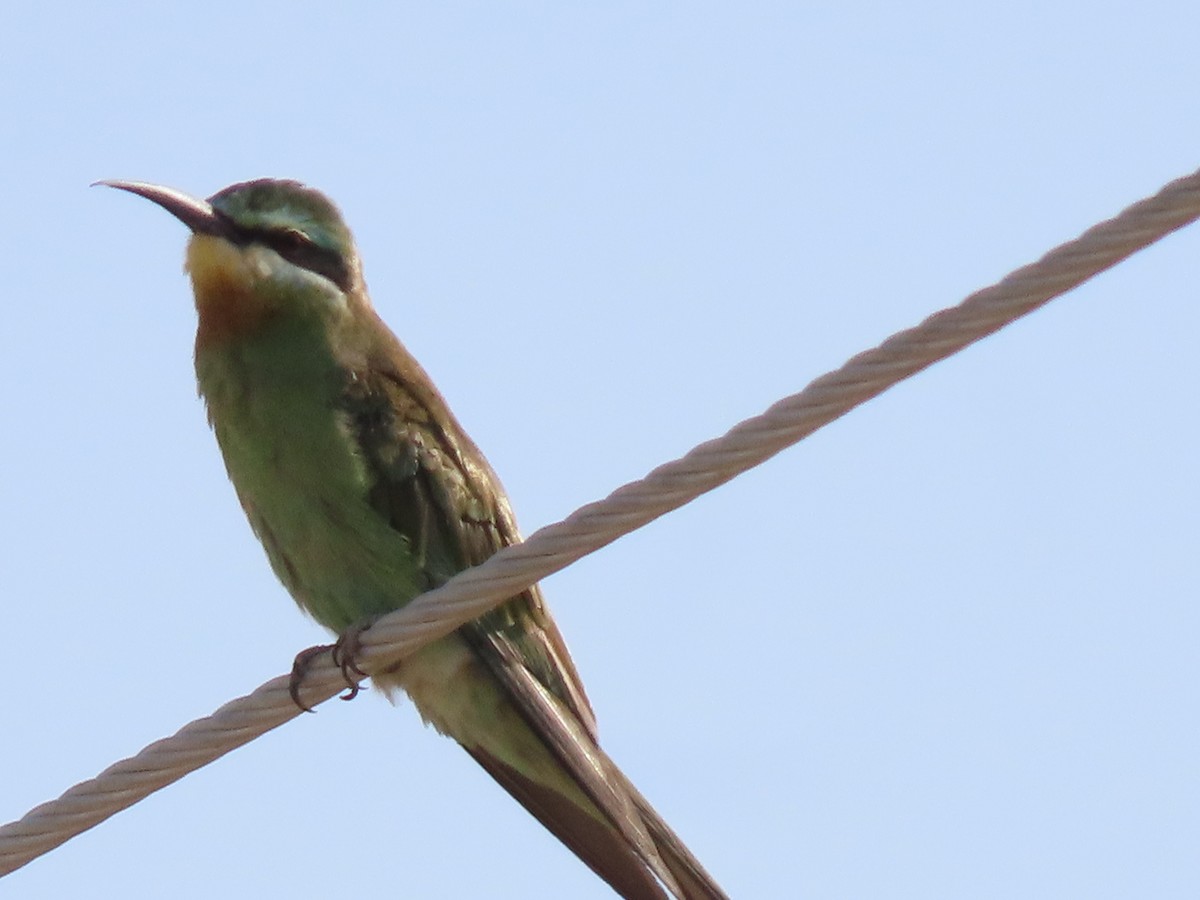 Blue-cheeked Bee-eater - ML643951167