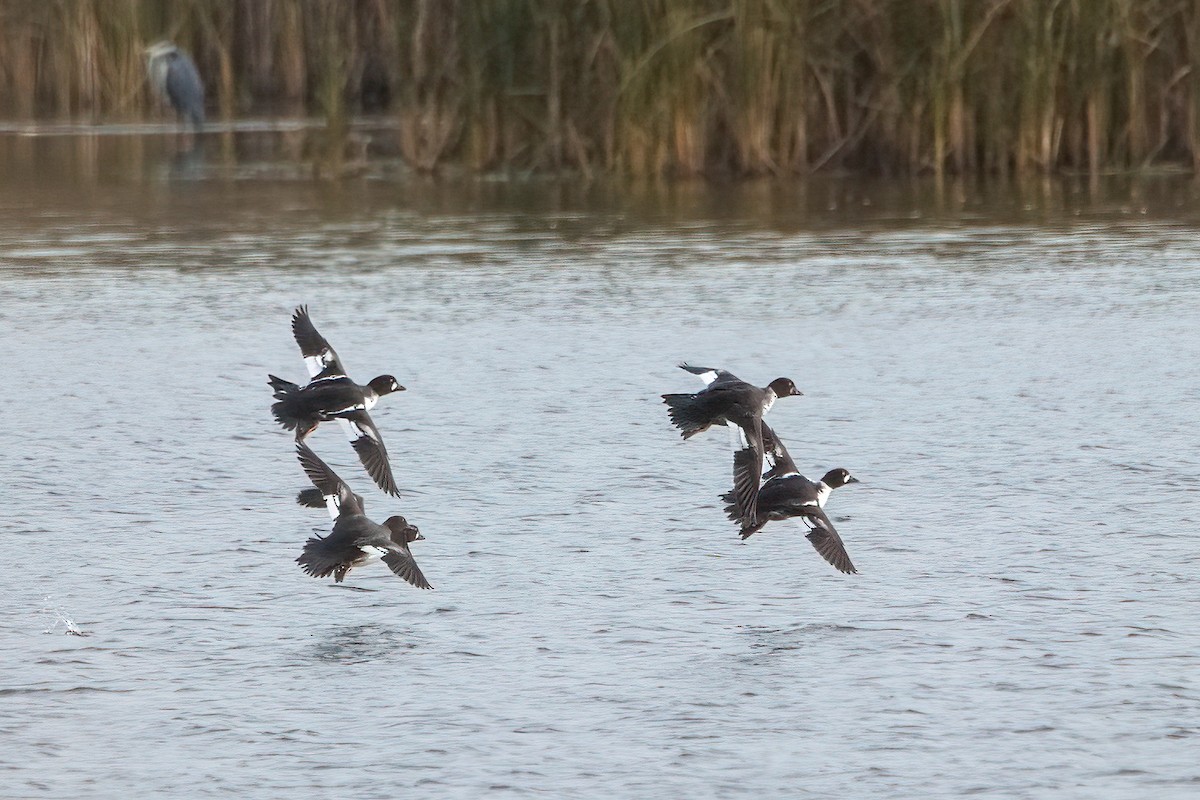 Common Goldeneye - ML643951170