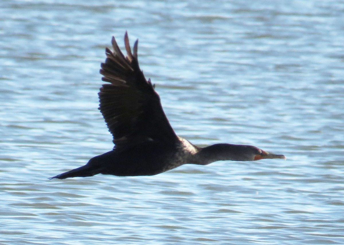 Double-crested Cormorant - ML643951173