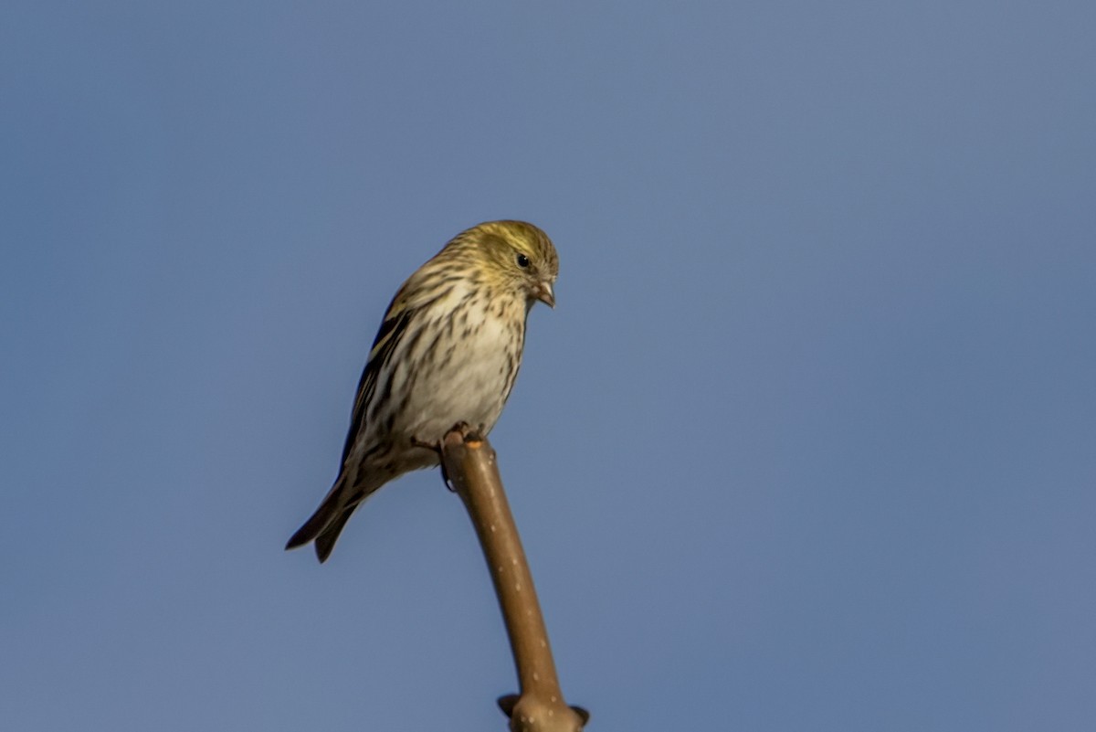 Eurasian Siskin - ML643951175