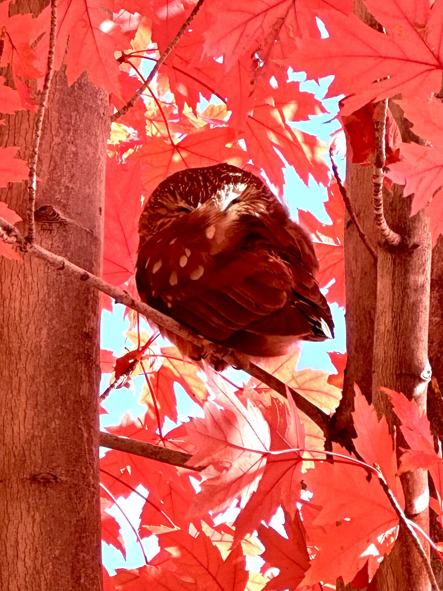 Northern Saw-whet Owl - ML643951176