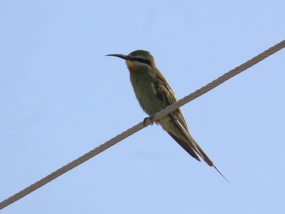 Blue-cheeked Bee-eater - ML643951177
