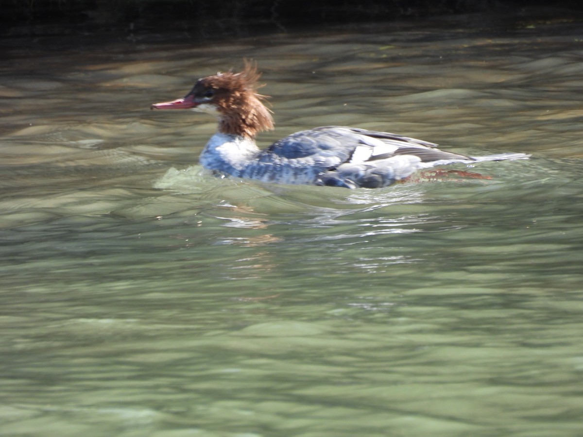 Common Merganser - ML643951179
