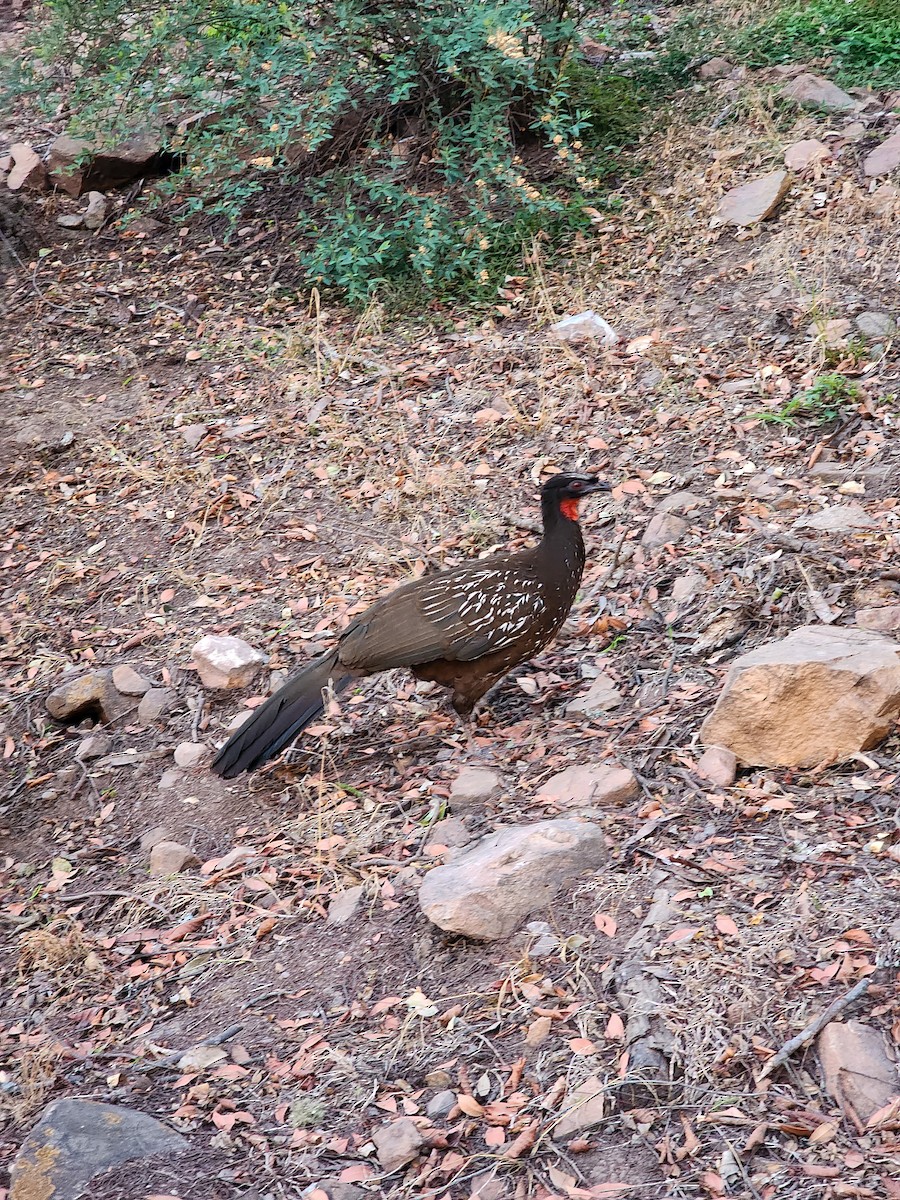 Yungas Guan - ML643951183