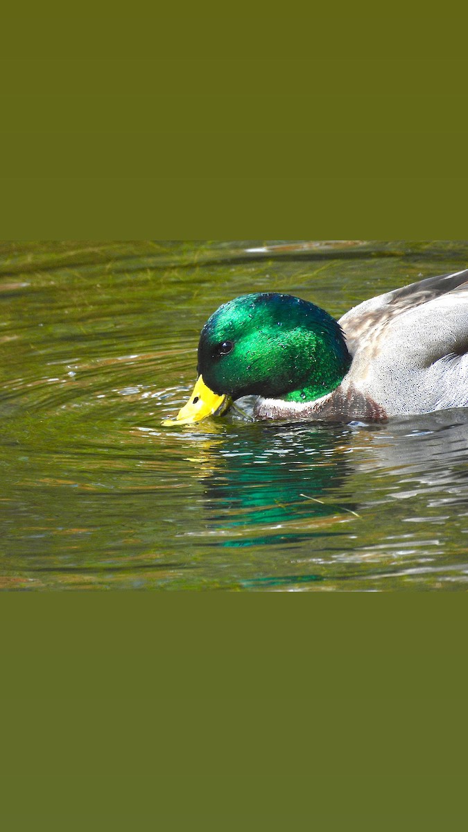 Mallard - ML643951184