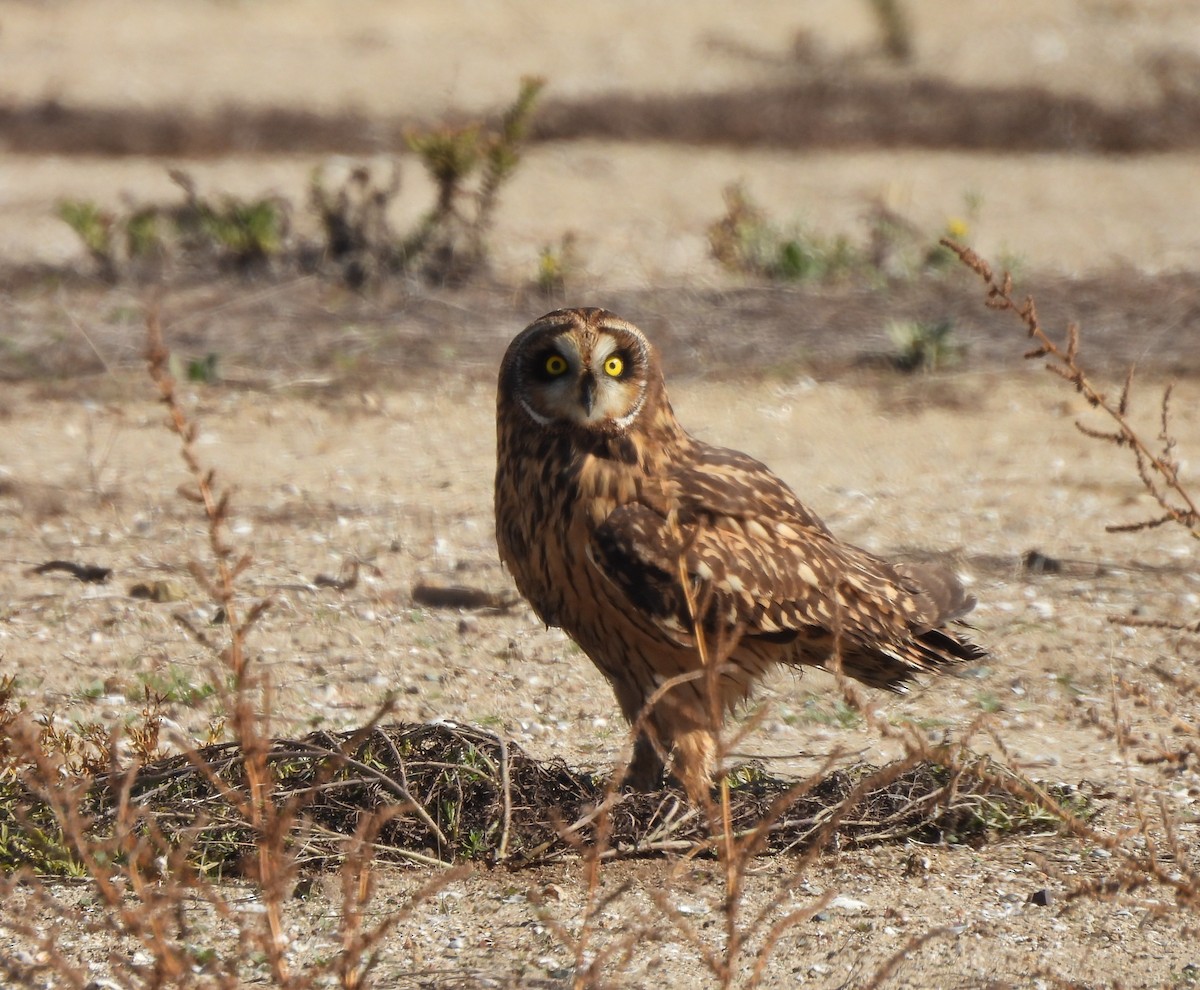 Short-eared Owl - ML643951188