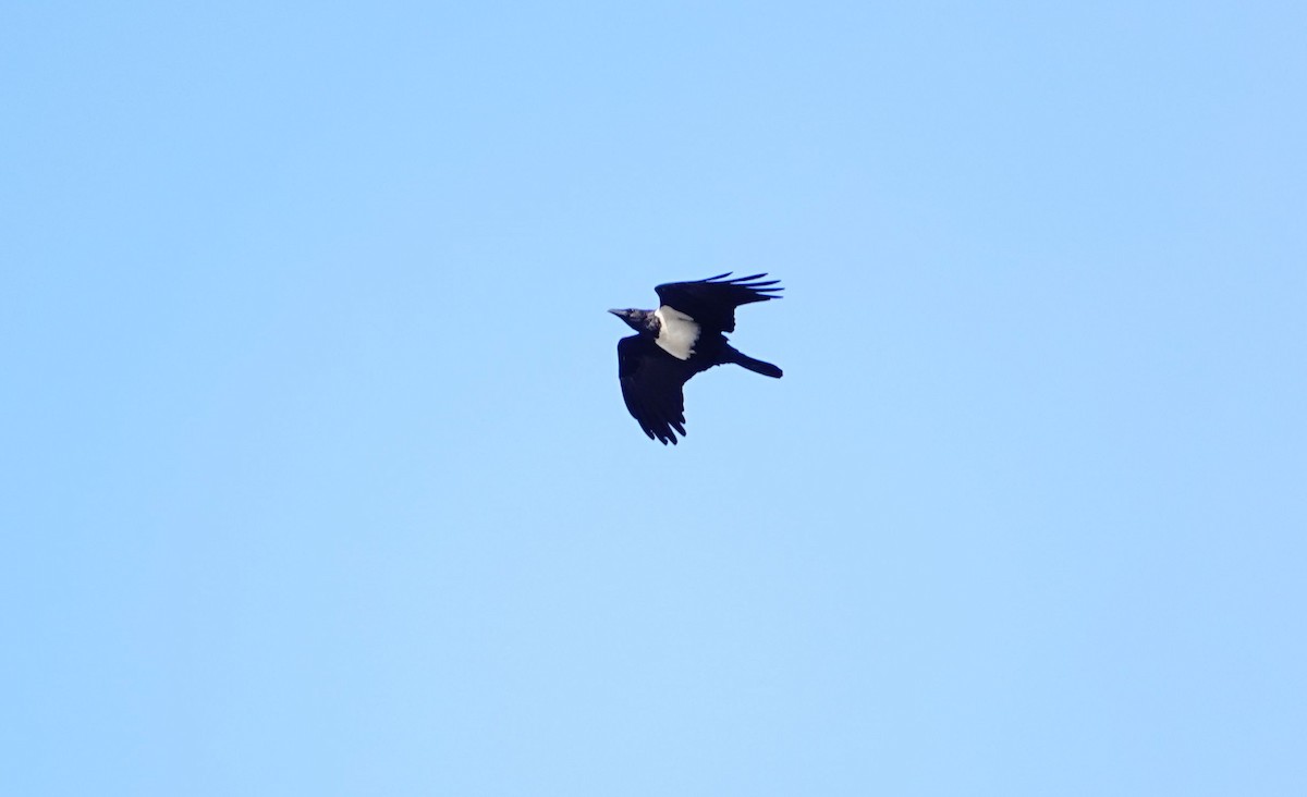 Pied Crow - ML643951189