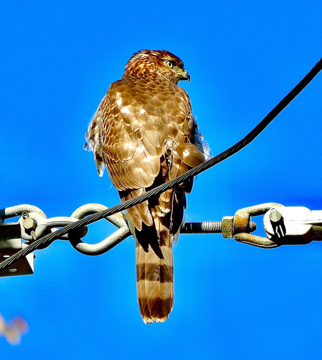 Cooper's Hawk - ML643951192
