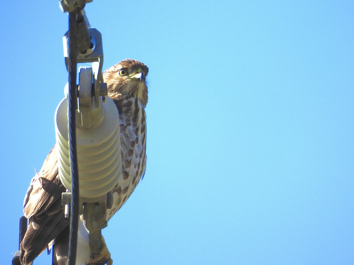Cooper's Hawk - ML643951193