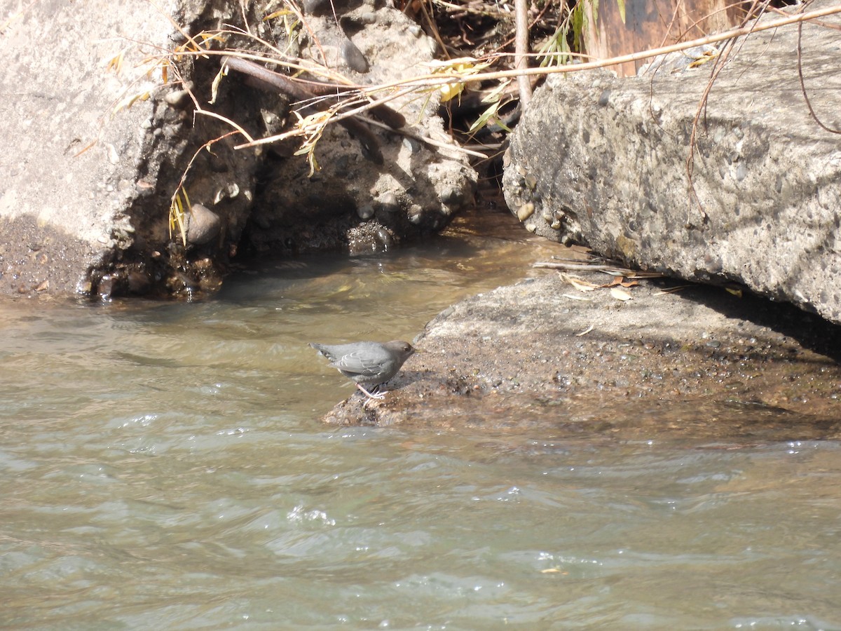 American Dipper - ML643951205