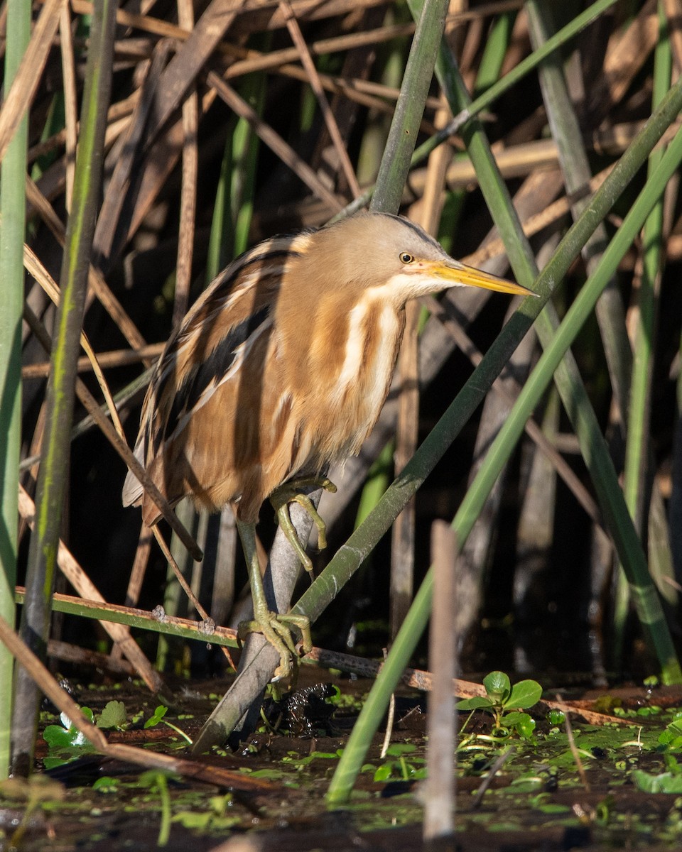 Stripe-backed Bittern - ML643951226
