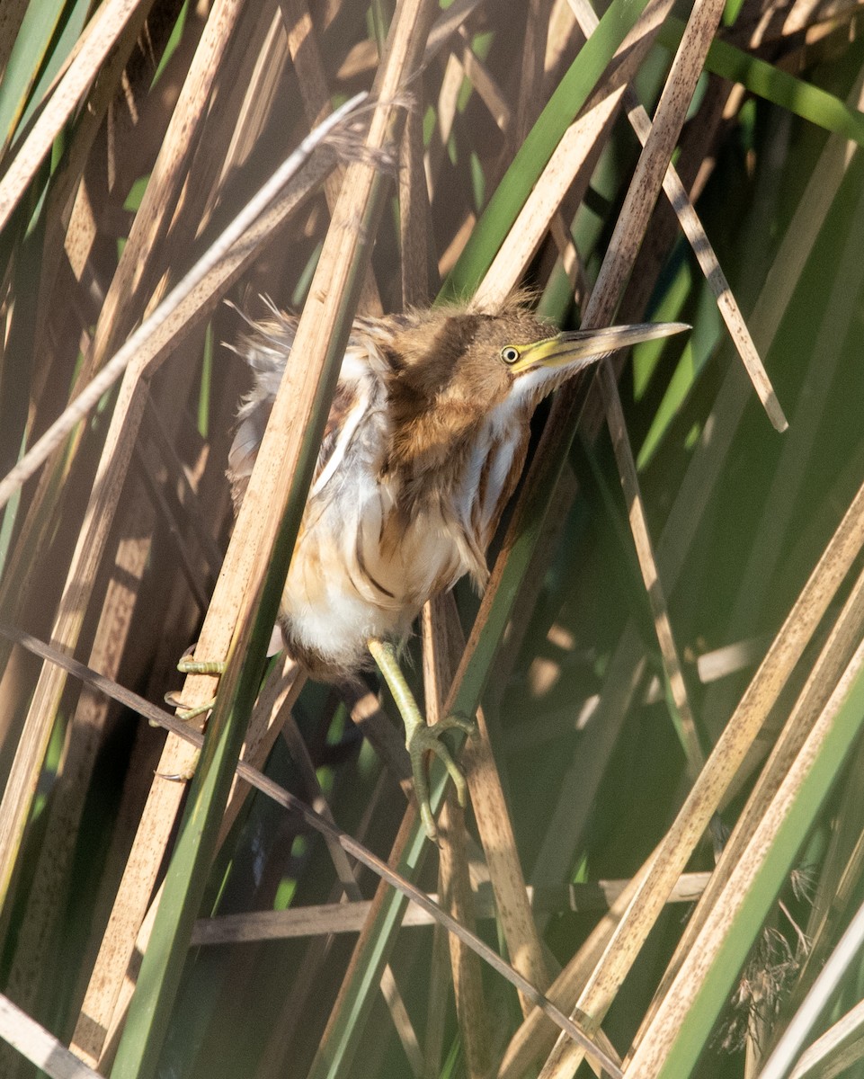 Stripe-backed Bittern - ML643951227