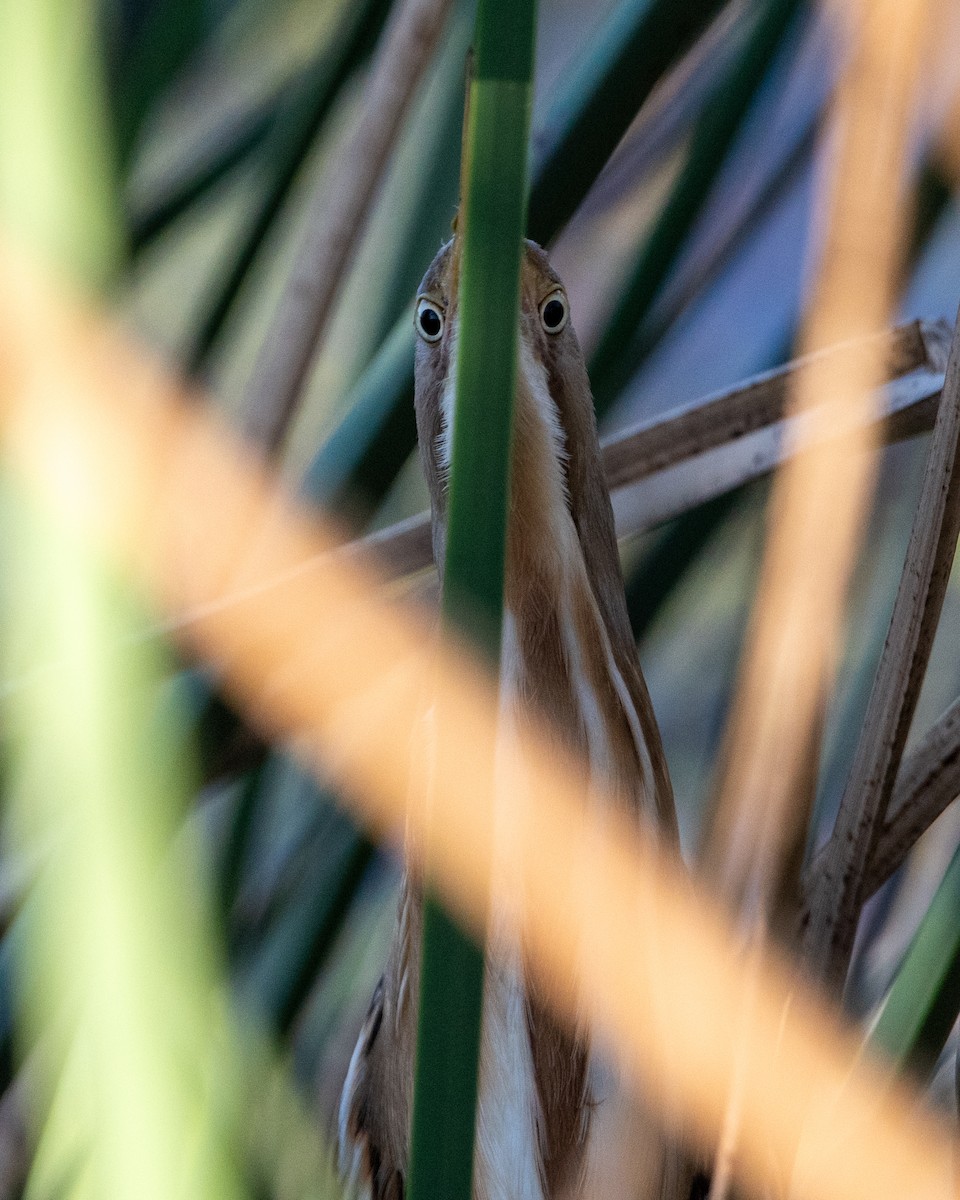 Stripe-backed Bittern - ML643951228