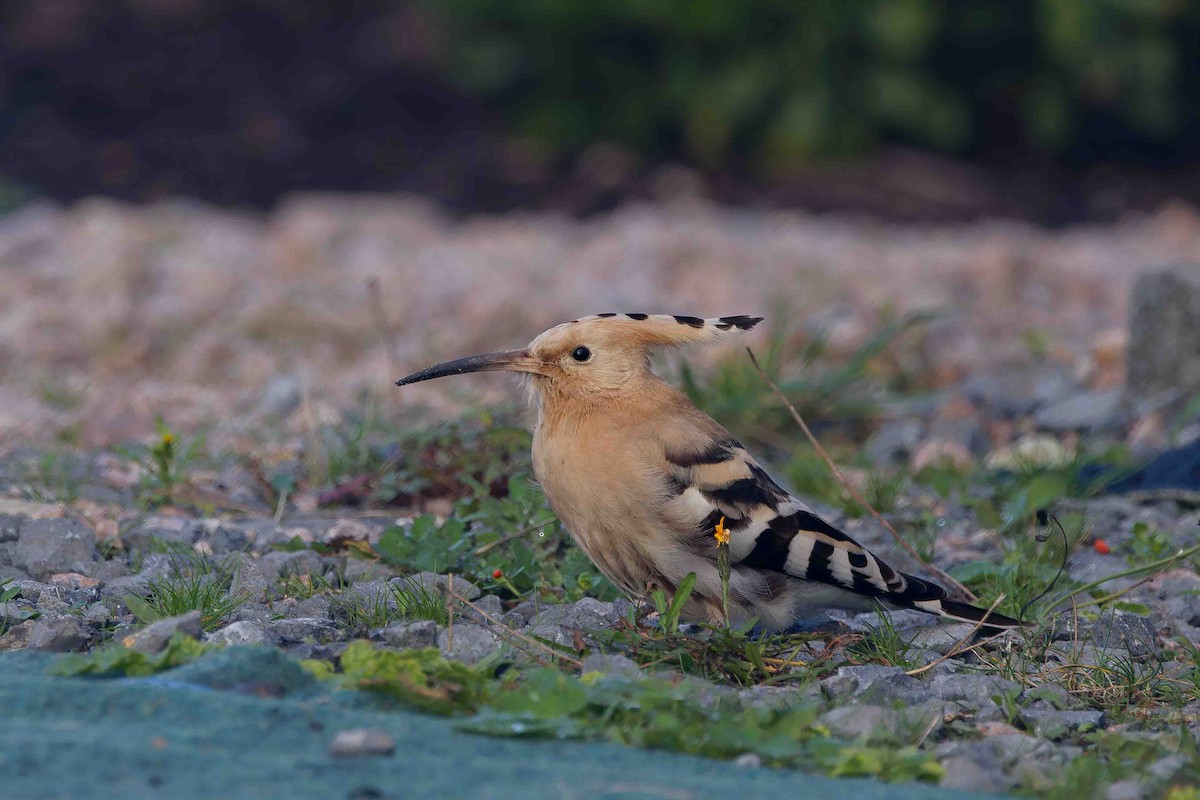 Eurasian Hoopoe - ML643951230