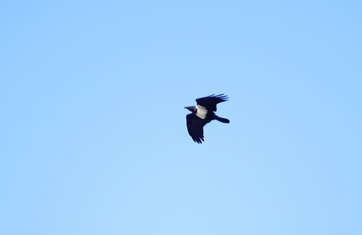 Pied Crow - ML643951246