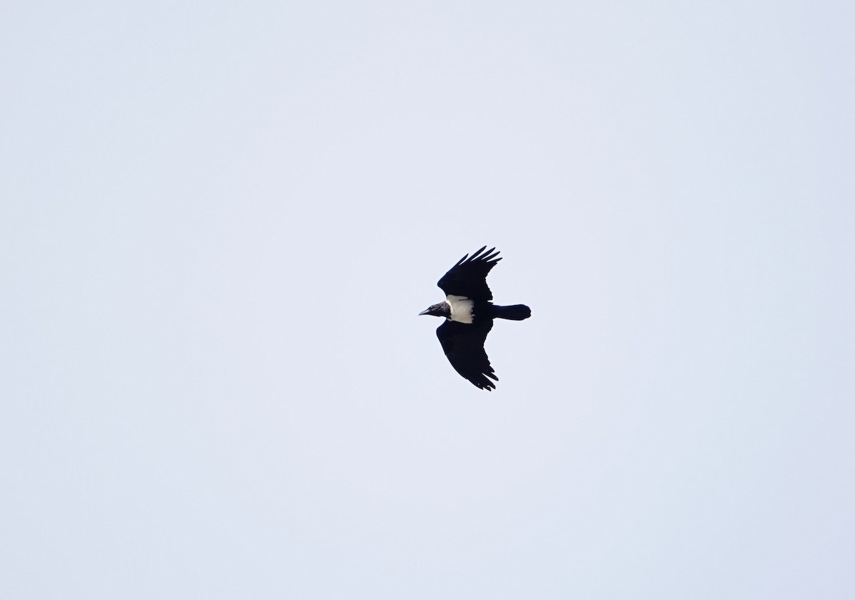 Pied Crow - ML643951274