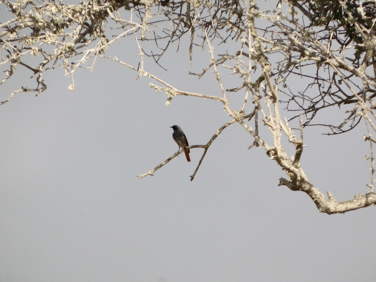 Black Redstart - ML643951276