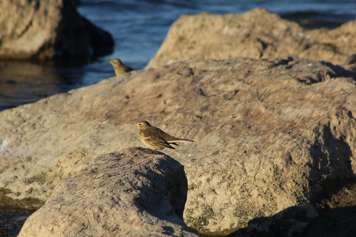 American Pipit - ML643951307