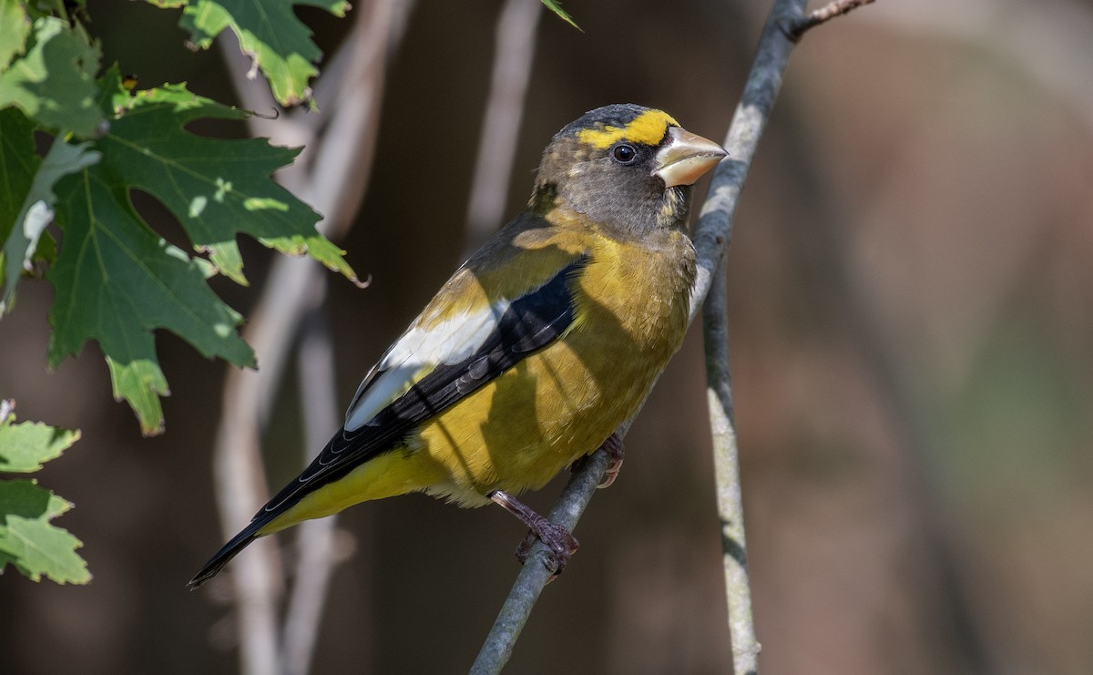 Evening Grosbeak - ML643951326