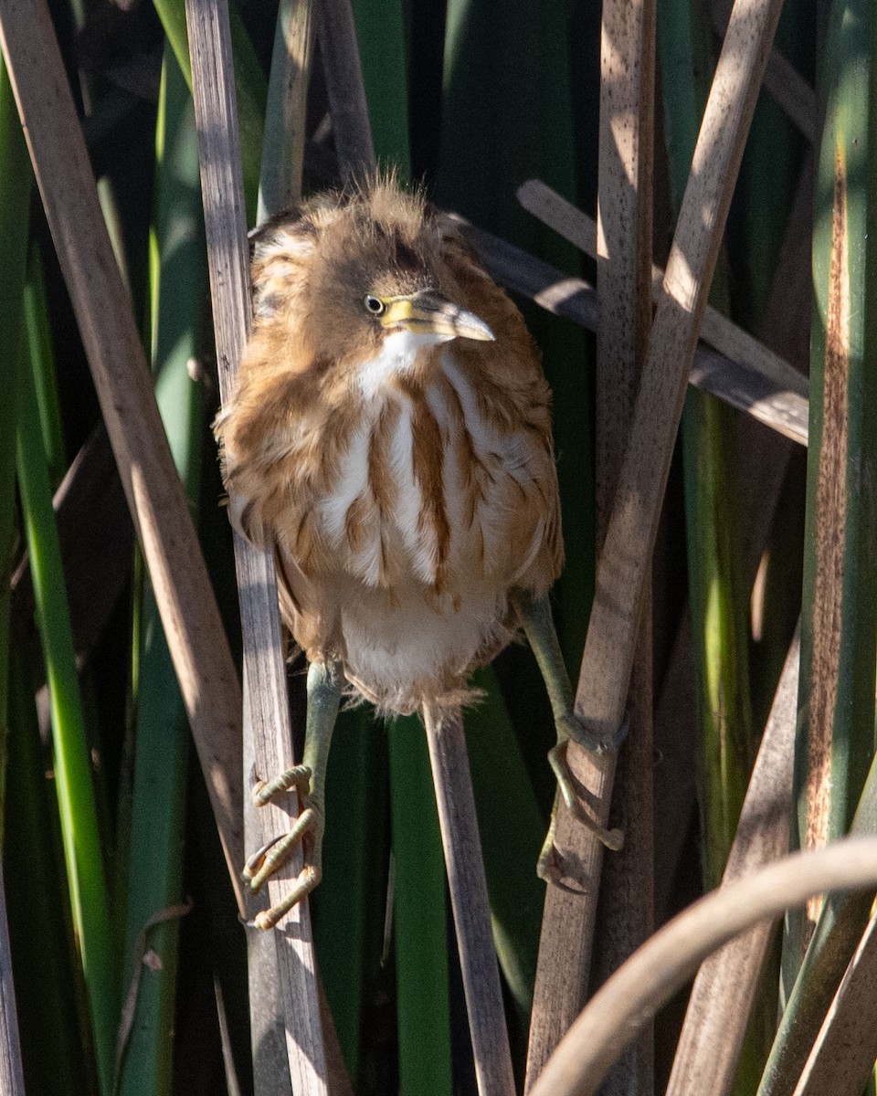 Stripe-backed Bittern - ML643951333