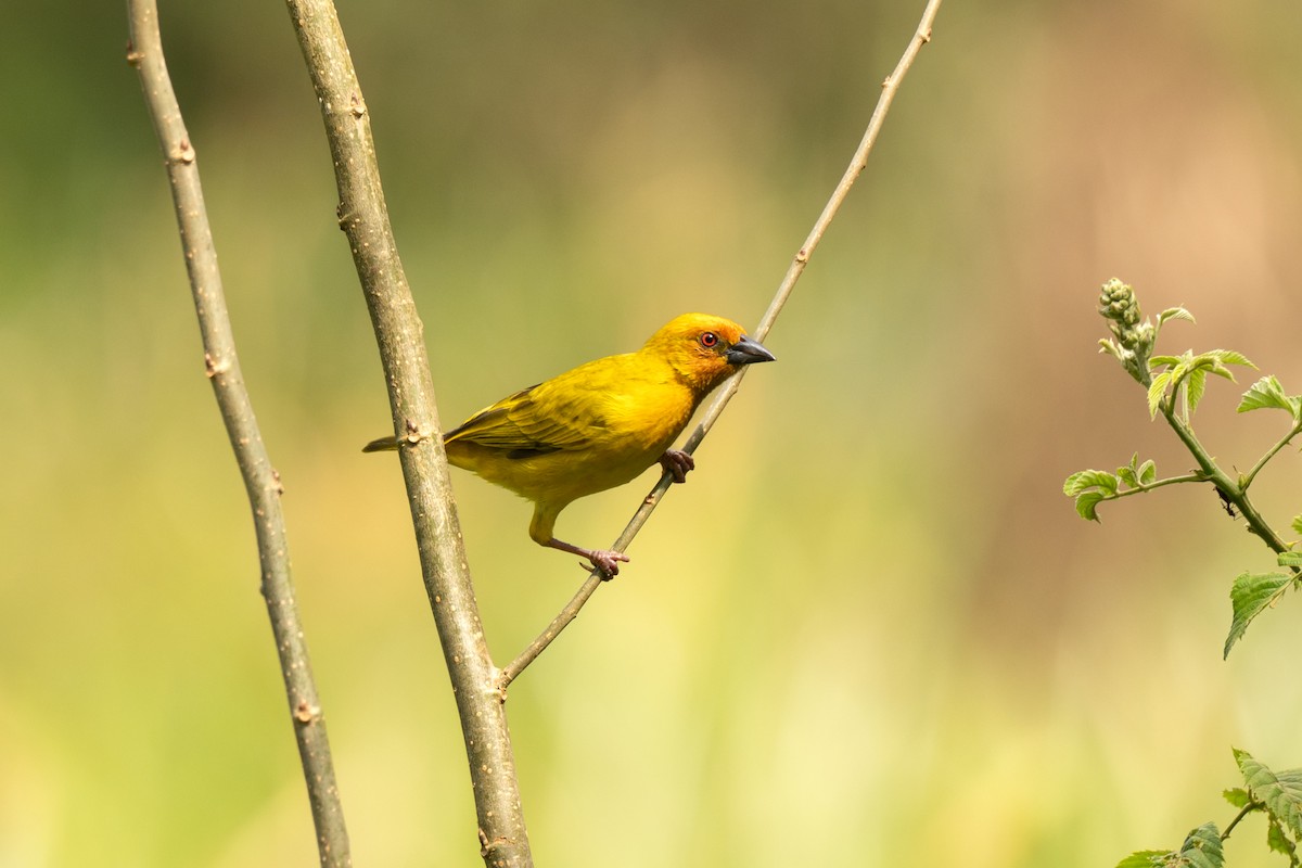 African Golden-Weaver - ML643951348