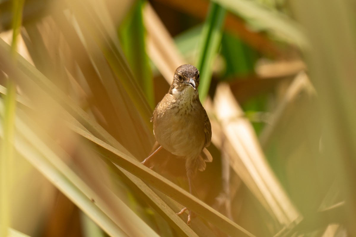 Little Rush Warbler - ML643951359